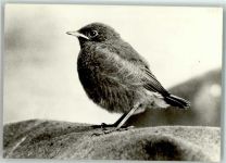 Junger Hausrotschwanz Vogel Foto AK
