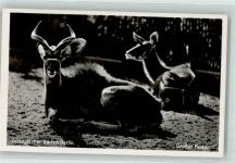 W1000 Tiergarten Großer Kudu Zoo Foto AK