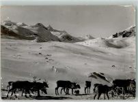 Rentiere Jotunheimen Winter Motiv Norwegen Foto AK
