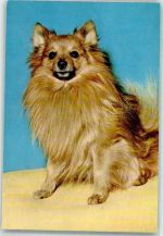 Spitz