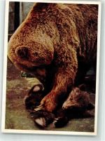 W7000 Stuttgart Braunbärin mit Jungen Zoo Bär