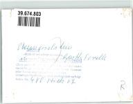 87538 W8975 Obermaiselstein FOTO KEINE AK Gasthaus Forelle Ort handschriftlich Foto Original aus Archiv eines Ansichtskartenverlags