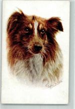 A.R. u. Co. i.B. 1503 Collie Künstlerkarte