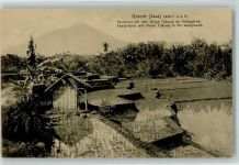 Jakarta Batavia - Reisfelder Java