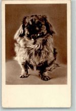 Pekinese