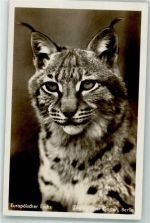 W1000 Berlin Mitte Europäischer Luchs Zoo C/2256 Raubkatze Foto AK