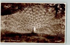 Warwick Schloss Pfau