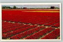 2160 Lisse - Keukenhof Blumen