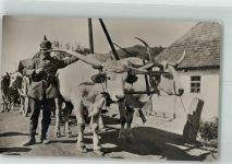 Ochsenwagen Soldat Tiergespann Foto AK
