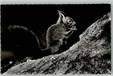 W7730 Villingen -Schwenningen Eichhörnchen Foto AK