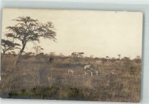 Gebrauchsspuren Foto Robert Wywias Oryx-Antilope Hyänen