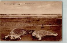 26465 W2941 Langeoog - Die Seehundplatte Verlag Oskar Meyer