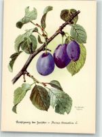 Früchte Pflaumen Zwetschge Gönner, Ph. Künstlerkarte