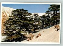 Gebrauchsspuren Eckbug Wald Winter the Cedars of Lebanon