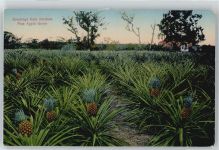Pine Apple Grove