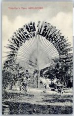 Singapur - Fächerbaum