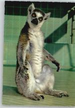 Lemur, Zoo Frankfurt Zoo