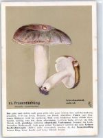 Keine AK-Einteilung Pilz