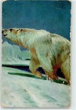 Eisbär Eisbär