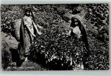 Tea Plucking Ceylon Teeverarbeitung Beruf AK Motiv Sri Lanka / Ceylon Foto AK