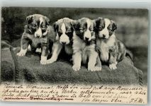 Vier kleine Hundwelpen Welpe 1901