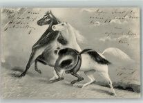 Ein Rappe und ein Schimmel Pferd 1903 Künstlerkarte