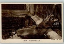 London Hippopotamus Zoo AK Nilpferd