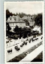 38879 O3706 Schierke am Brocken - Rindertrieb Villen Ort lt. Fotograf