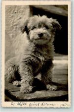 Französische Griffons Welpe