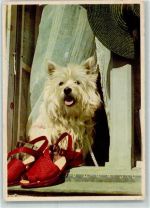 WK II Schuhe Feldpost Yorkshire Terrier Foto AK