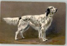 sign. Bivst Cocker Spaniel Verlag Stahl Nr.94 Spaniel Künstlerkarte