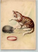 Katze mit stacheligem Spielkameraden Künstlerkarte Verlag E.A. Schwerdtfeger Igel Gebrauchsspuren
