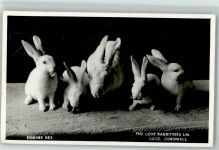 Rasse Kaninchen Ermine Rex - The Looe Rabbitries , Cornwall AK Hase Foto AK