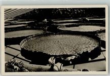 Victoria Regia Wasserpflanze Foto AK