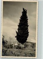 Pferd Baum Tiergespann Privatfoto AK