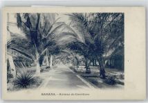 Avenue de Cocotiers, Banana Motiv Südafrika