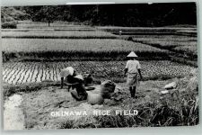 Okinawa Foto AK Reisfeld