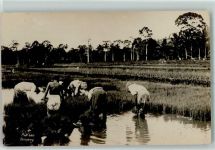 Bogor Buitenzorg - Reisernte