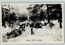 Rentiere Motiv Norwegen Foto AK