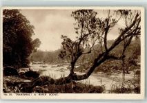 Transvaal Fluss Szene Südafrika Motiv Südafrika Foto AK