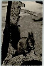 Photo Otto Furter Davos Eichhörnchen 1947 Foto AK