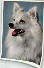 Was ist los? Spitz 1963