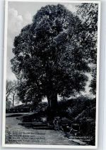69429 W6935 Waldkatzenbach - Lindenbaum