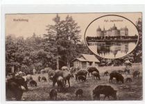 Moritzburg mit Kgl. Jagdschloss und Wildschweinen gelaufen von 1913, jedoch nicht beschrieben. Kleine Knicke an den Ecke n, leicht bügig, leicht fleckig, sonst gut erhalten.