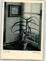 Foto Walter Niessen Am Fensterplatz Kaktus