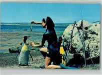 Foto AK Pinguin Strand Taucherin beim Füttern
