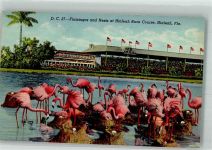 Miami 1949 Foto AK Flamingos Hialeah Race Course