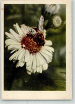 Blume IJK Nr.451 Biene Foto AK