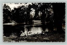 44575 W4620 Castrop-Rauxel - Stadtgarten Schwan
