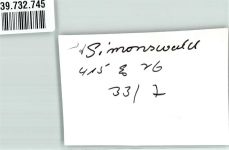 79263 W7809 Simonswald FOTO KEINE AK Schwimmbad Foto Original aus Archiv eines Ansichtskartenverlags Ort handschriftlich